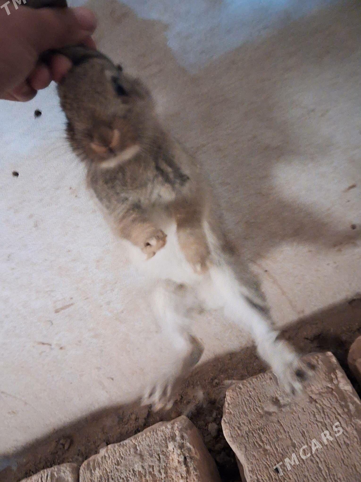 towşan - Чарджоу - img 3