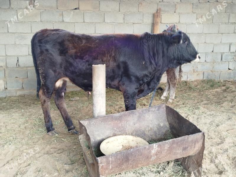 okuz - Ашхабад - img 2