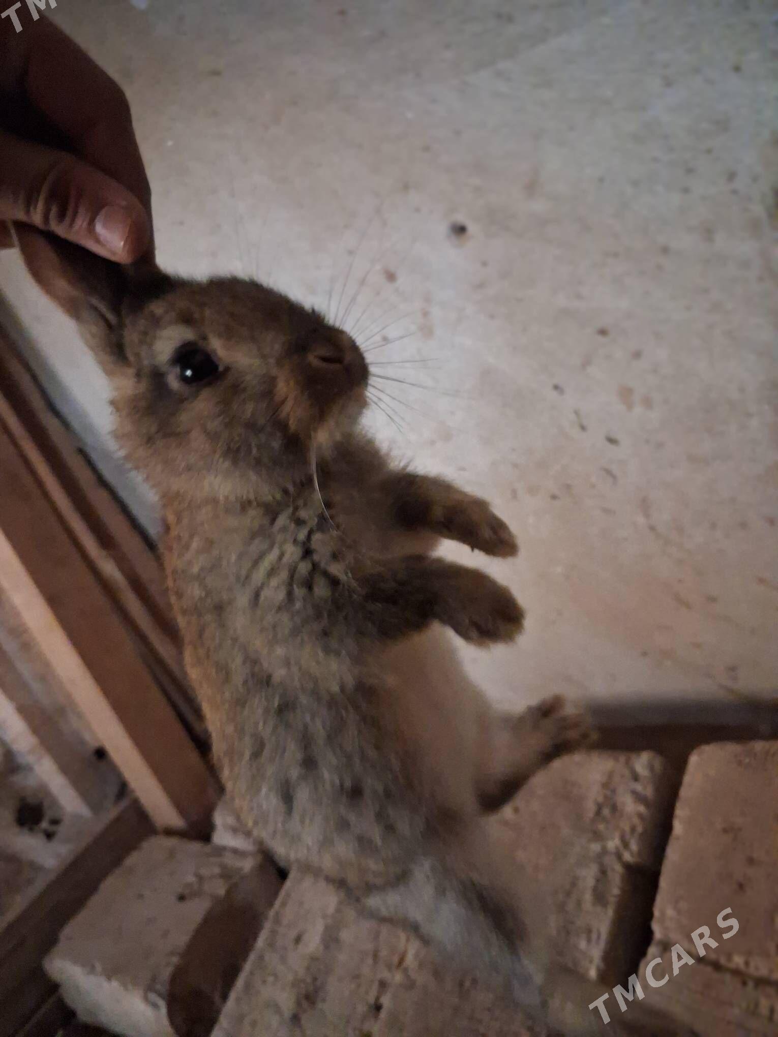 towşan - Чарджоу - img 2