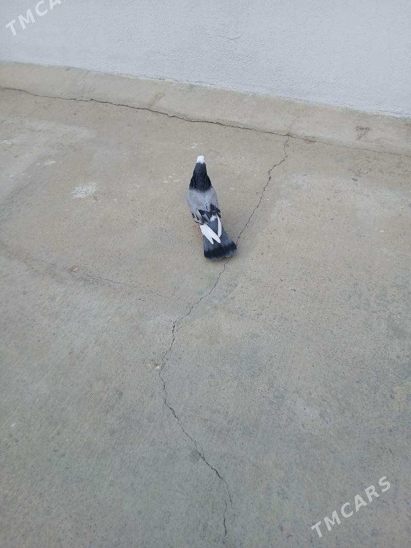 kepderi - Aşgabat - img 3