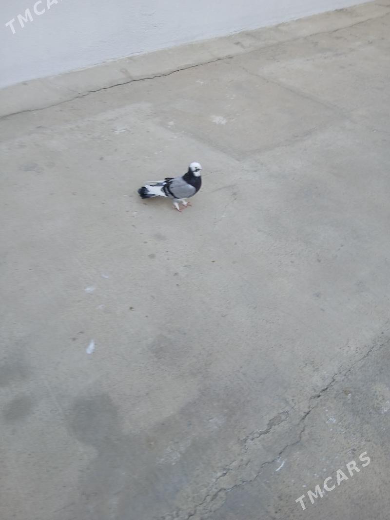 kepderi - Aşgabat - img 2