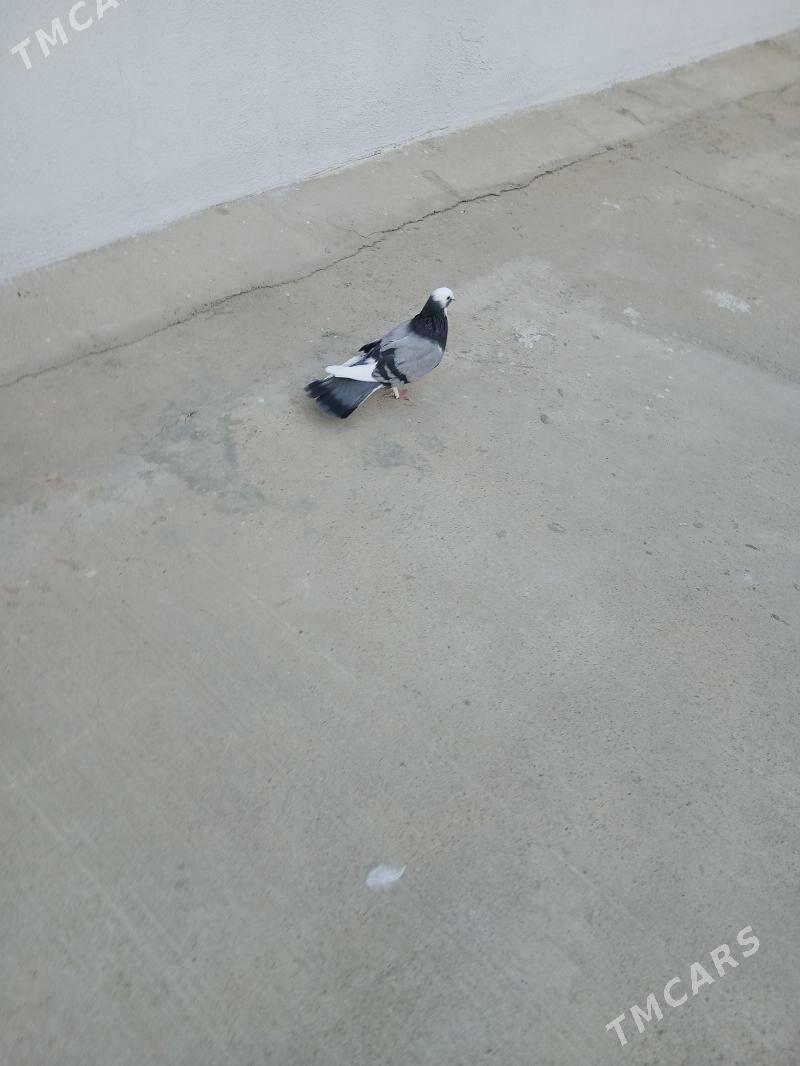 kepderi - Aşgabat - img 5