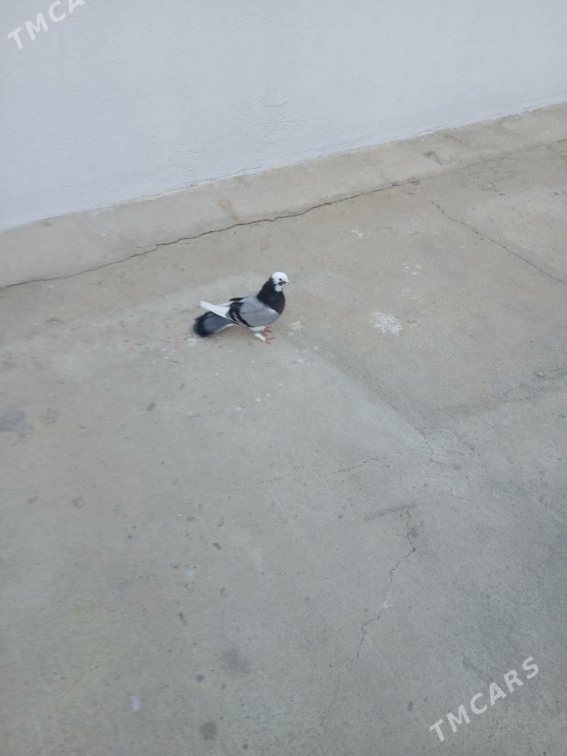 kepderi - Aşgabat - img 4