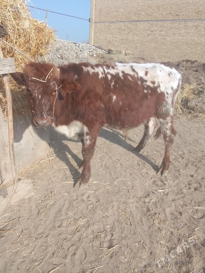 окуз - Чарджоу - img 2