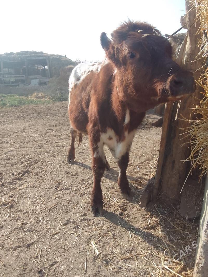 окуз - Чарджоу - img 3