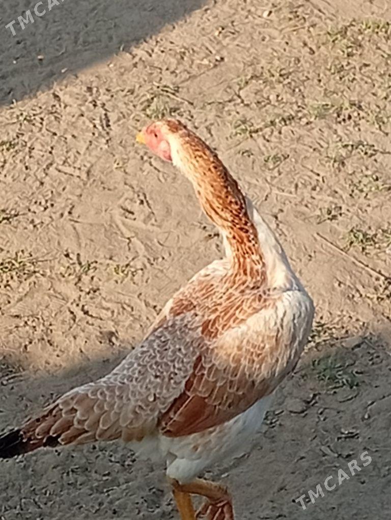 baýes - Байрамали - img 2