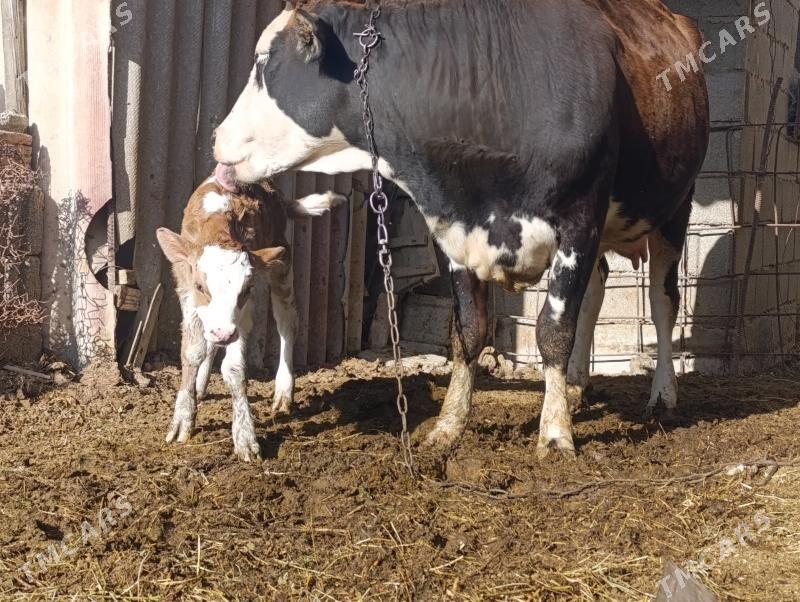 Göleli sygyr - Gökdepe - img 4