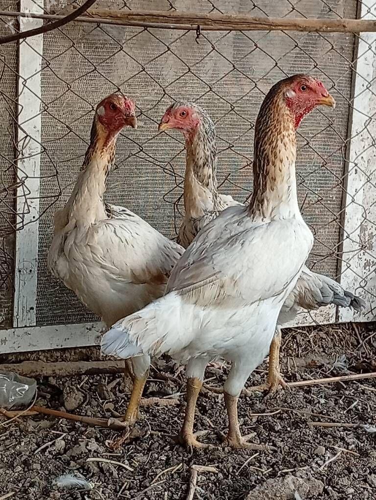 baýes - Байрамали - img 3