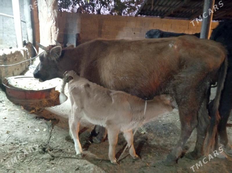 sygyr goleli - Gökdepe - img 2