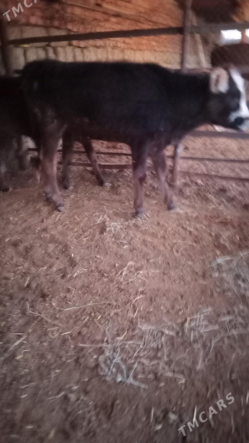 tohum tüwe - Bäherden - img 1