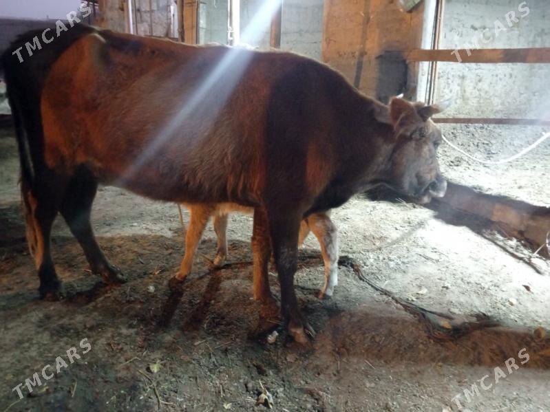 sygyr goleli - Gökdepe - img 3