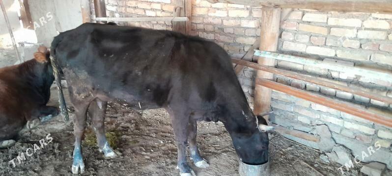 göleli sygyr - Ýaşlyk - img 3