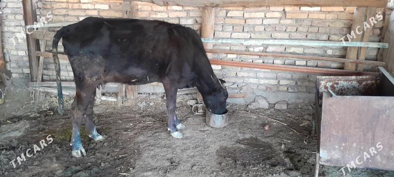 göleli sygyr - Ýaşlyk - img 4