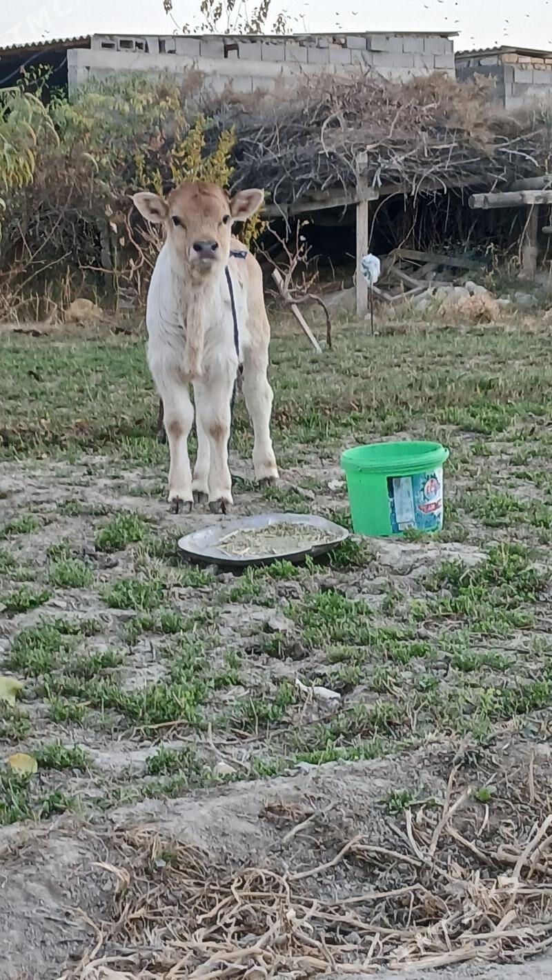 goleli sygyr - Бузмеин - img 2