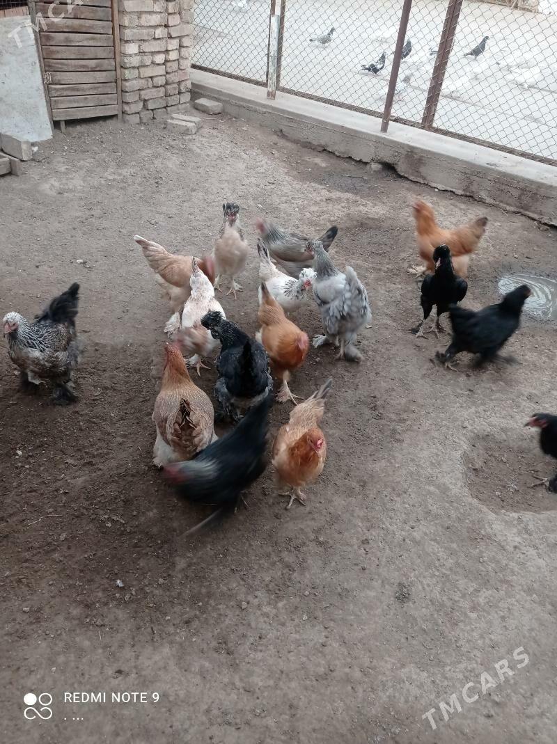 balakly towuklar troykalar - Mary - img 9