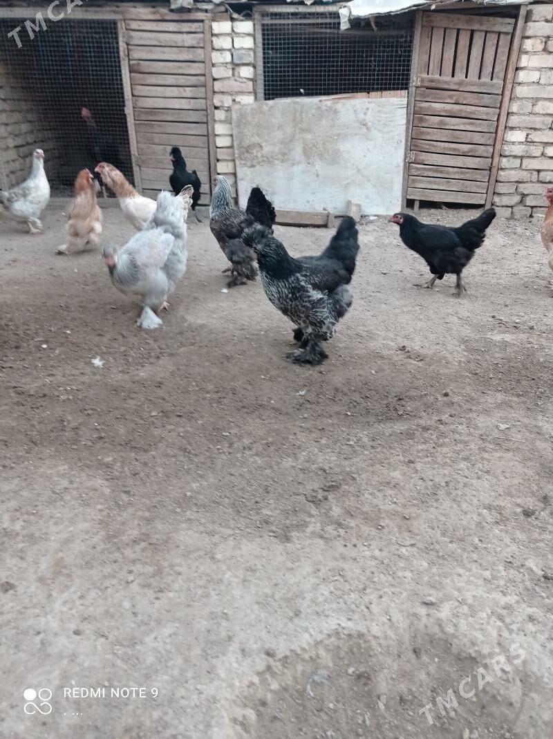 balakly towuklar troykalar - Mary - img 7