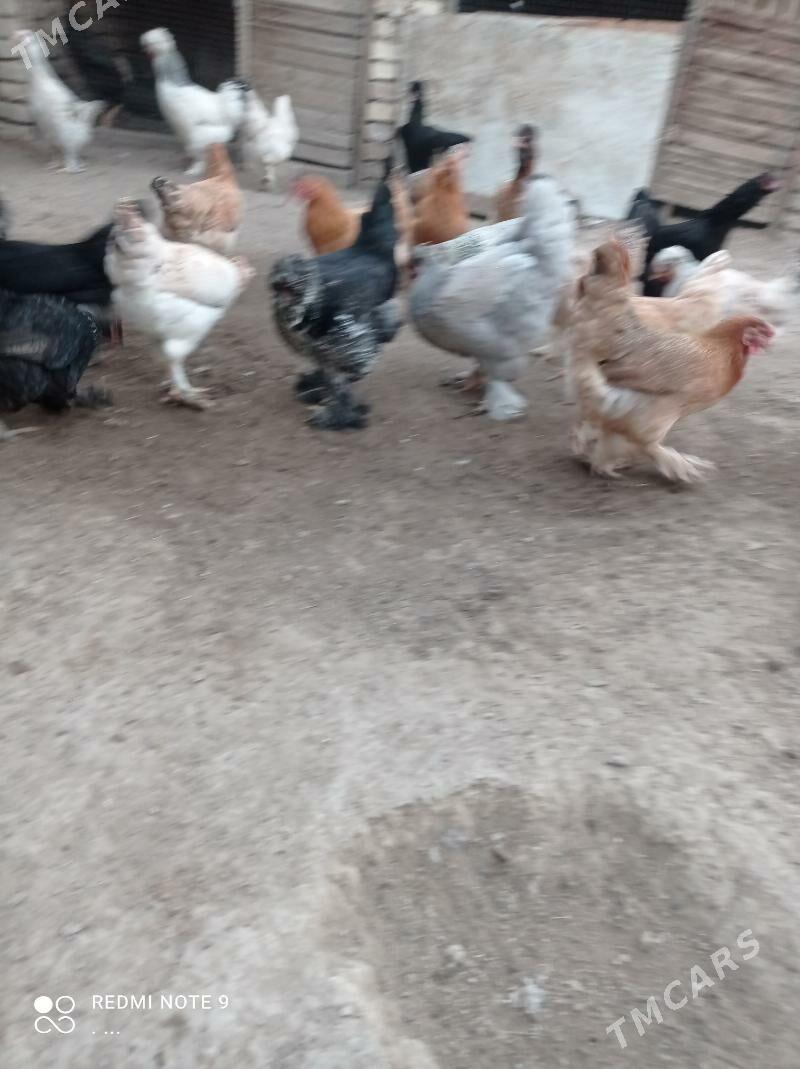 balakly towuklar troykalar - Mary - img 6