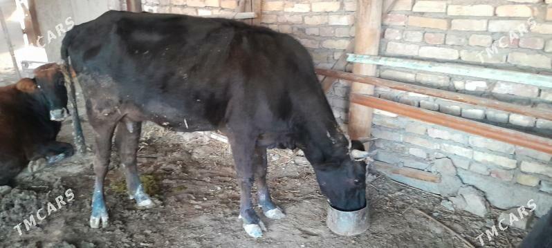 göleli sygyr - Ýaşlyk - img 5