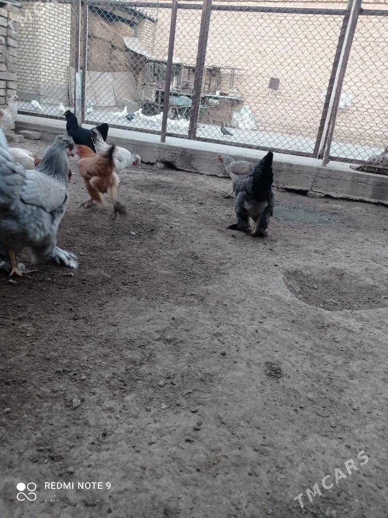 balakly towuklar troykalar - Mary - img 2