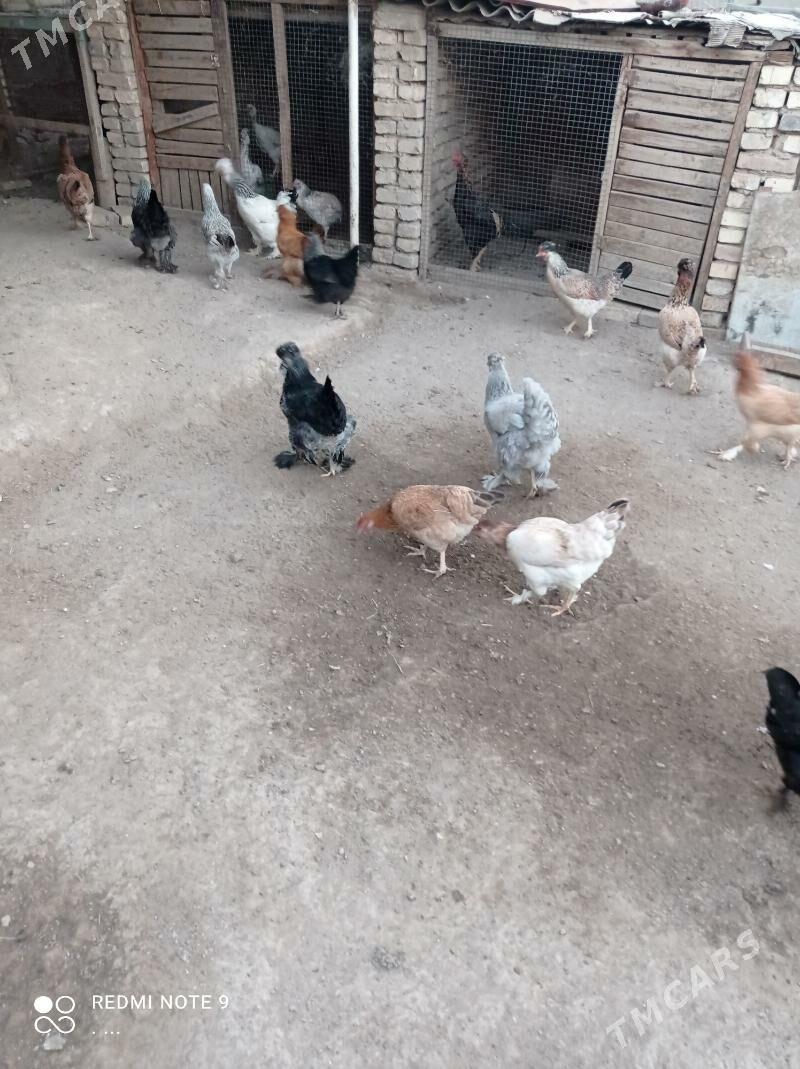 balakly towuklar troykalar - Mary - img 8