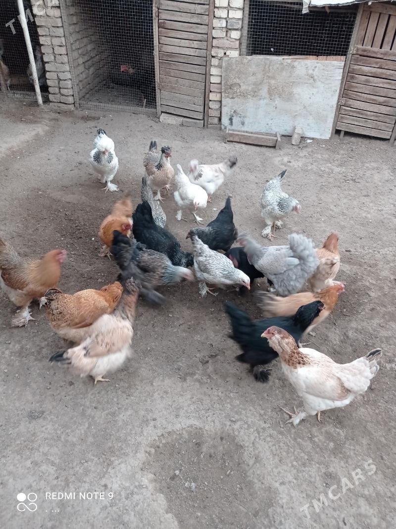 balakly towuklar troykalar - Mary - img 5