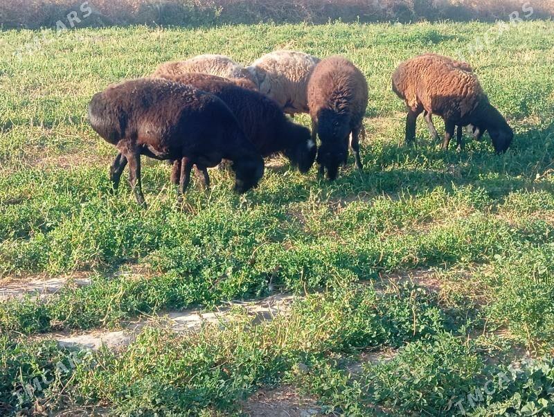 gisar goyun - Büzmeýin - img 2