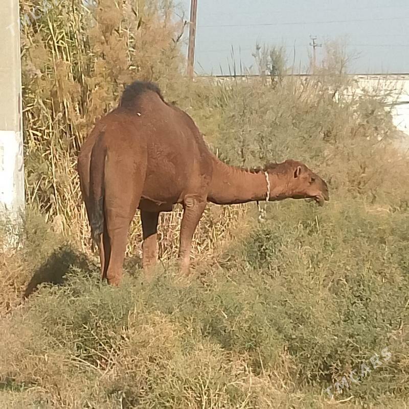 Torumul düýe - Яшлык - img 2