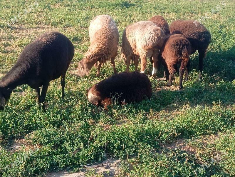 gisar goyun - Büzmeýin - img 3