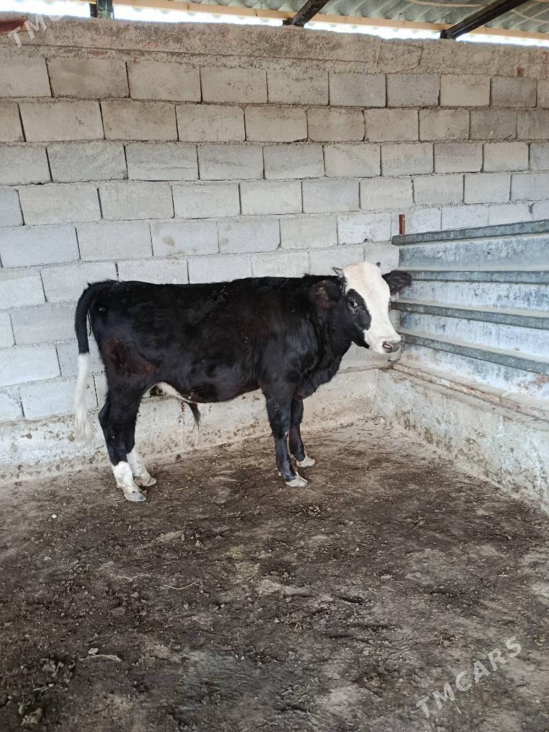 okuz - Кипджак - img 2