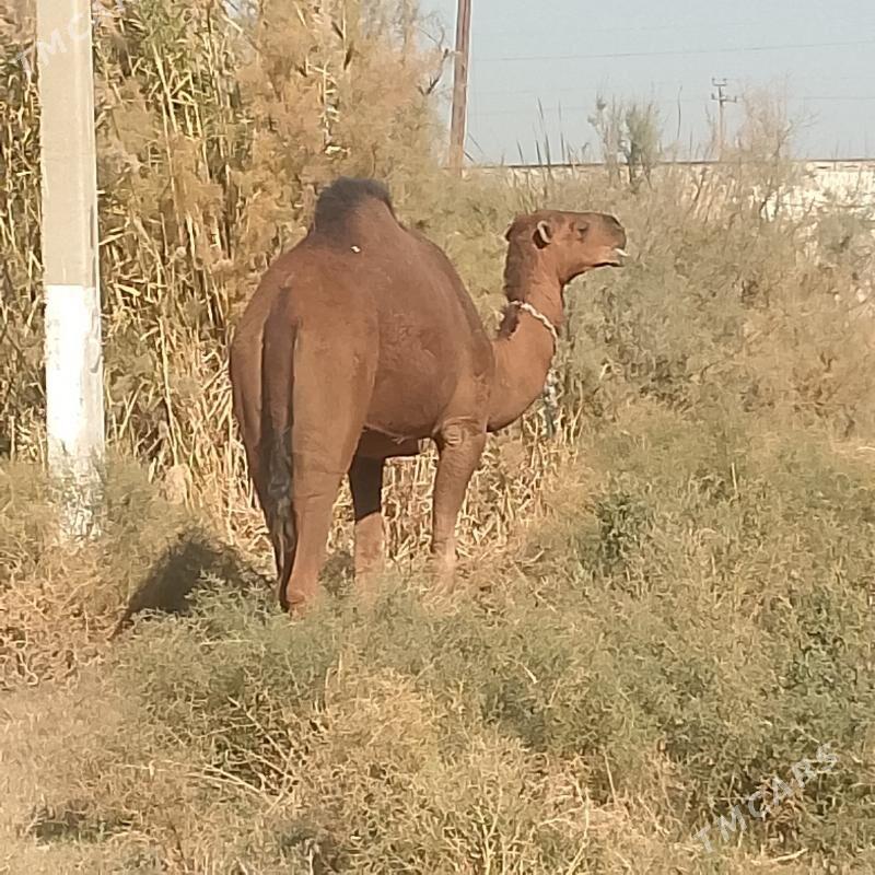 Torumul düýe - Яшлык - img 1