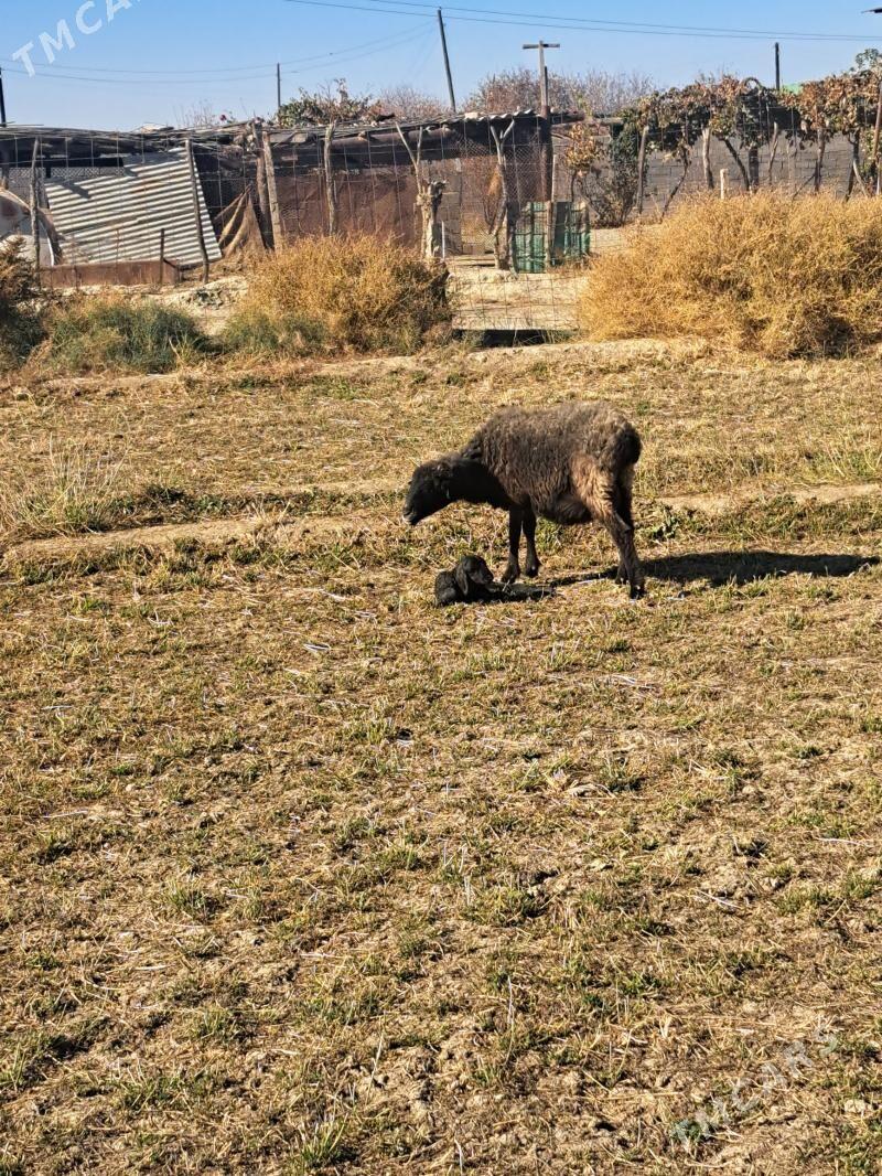 Goyun - Махтумкули - img 2