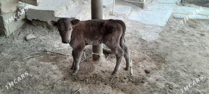 göleli sygyr - Ýaşlyk - img 2