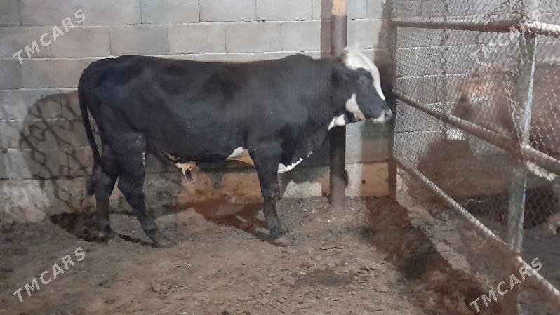 Okuz - Ак-Бугдайский этрап - img 4