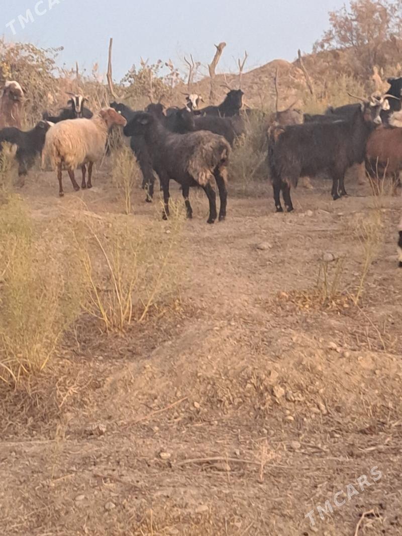 Goyun - Махтумкули - img 3