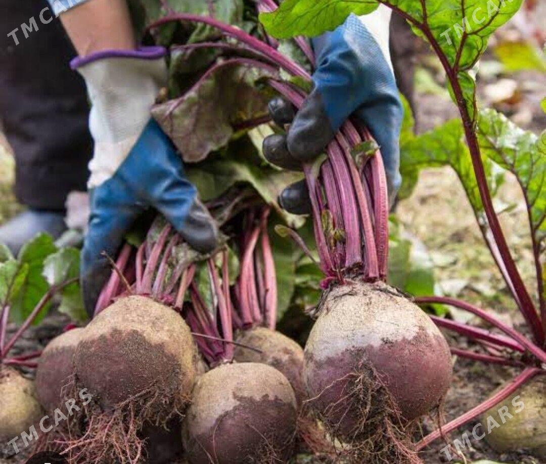 свекла 🫜🫜🫜 лев леви - Туркменабат - img 2