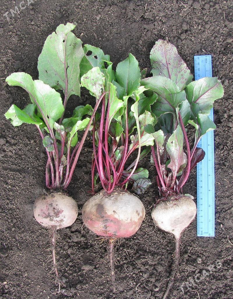 свекла лев леви - Туркменабат - img 1