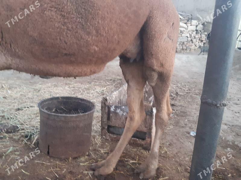 Torumly duye - Bäherden - img 1