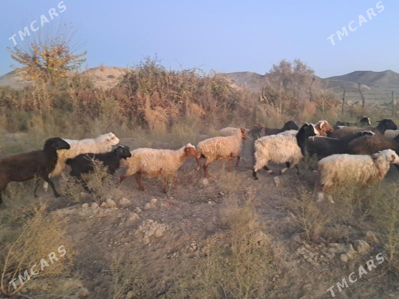 Goyun - Махтумкули - img 4