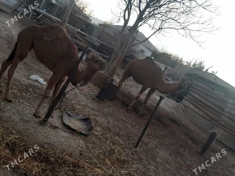 Torumly duye - Bäherden - img 2