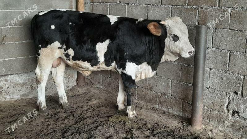 Okuz - Ak bugdaý etraby - img 2