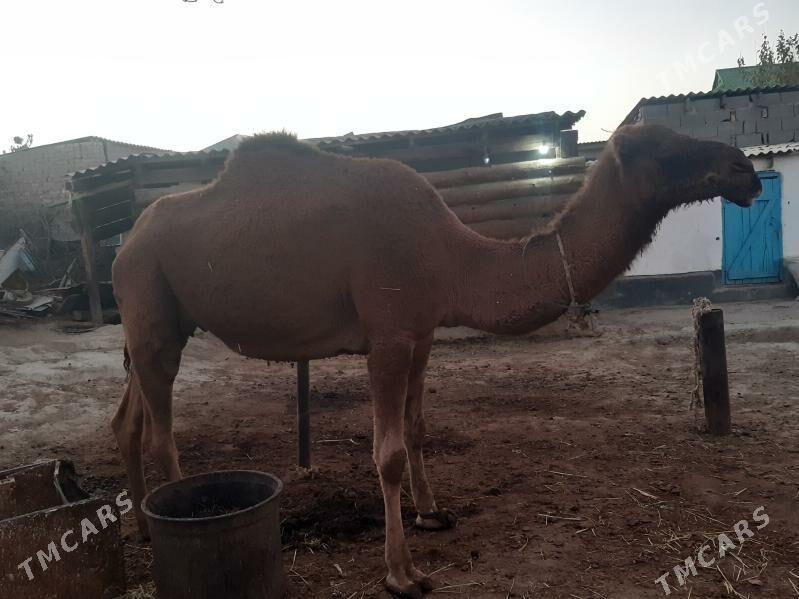 Torumly duye - Bäherden - img 3