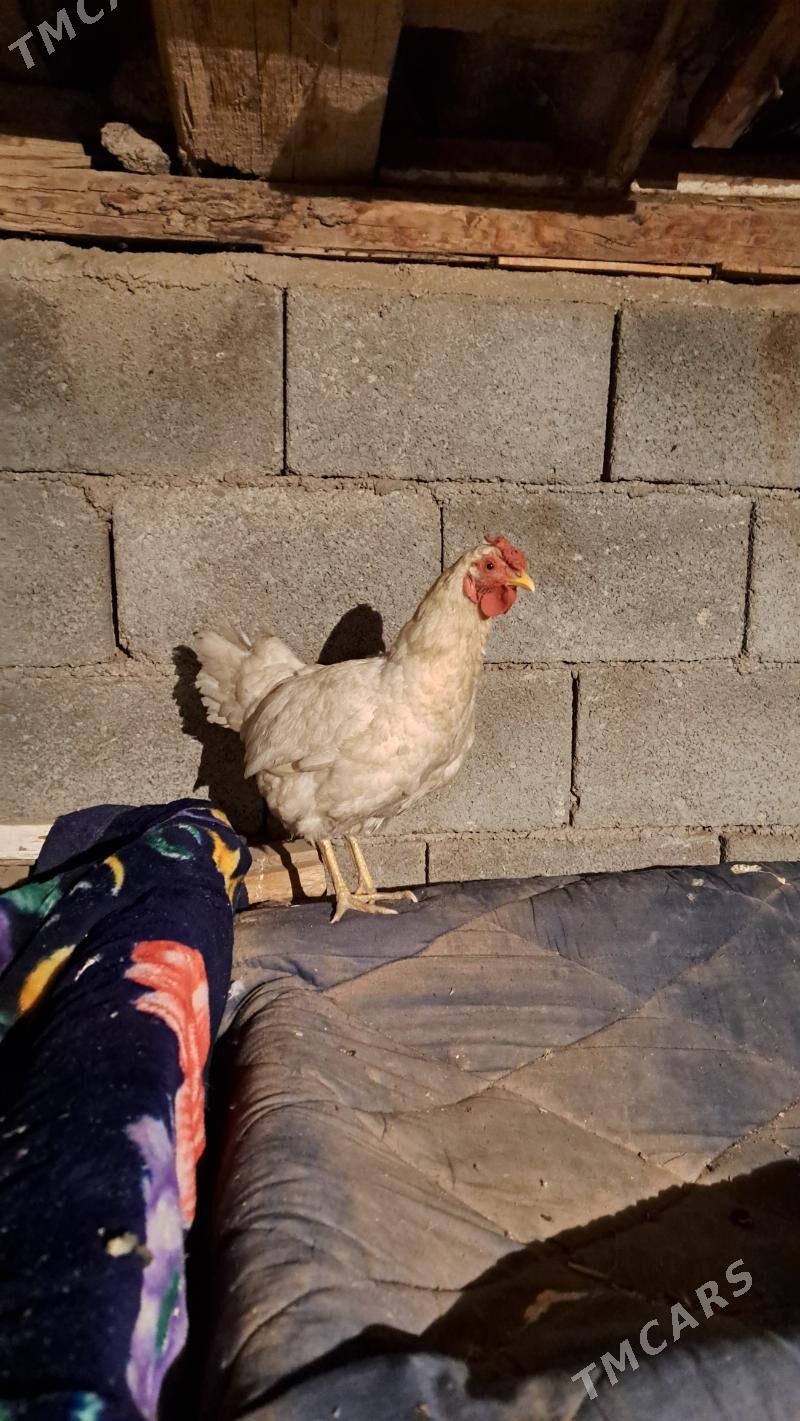 Tasgent towuk - Bagyr - img 2