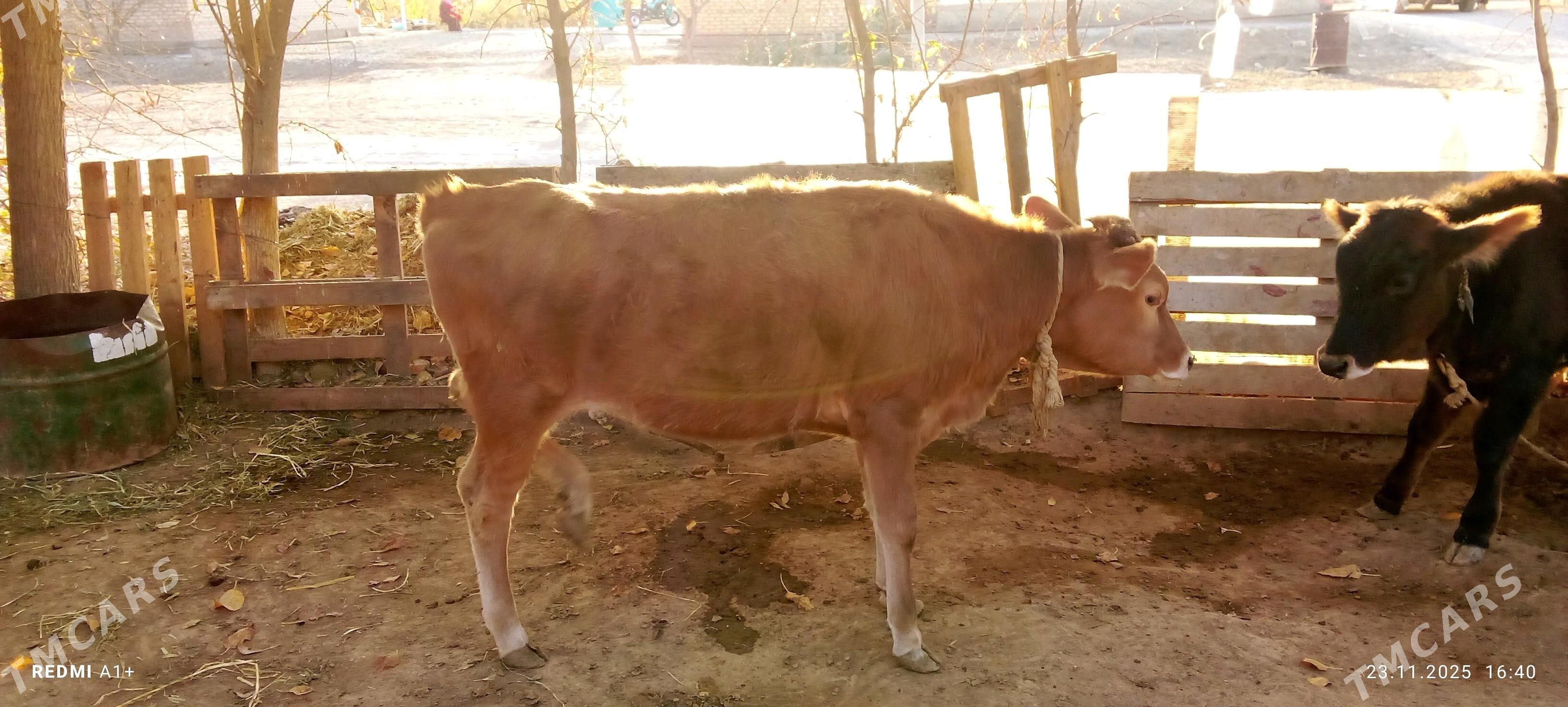 Göle - Бабадайхан - img 2