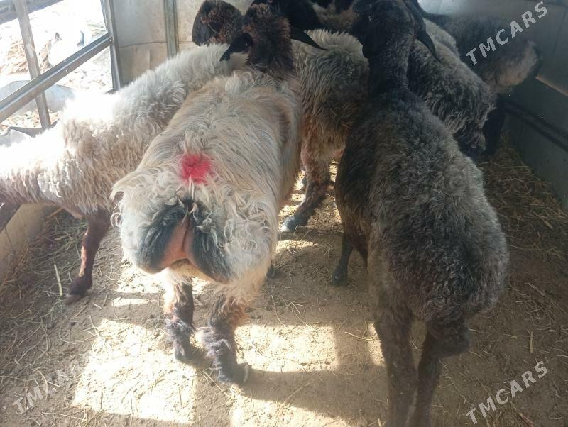 garakol issek goyun - Ашхабад - img 2