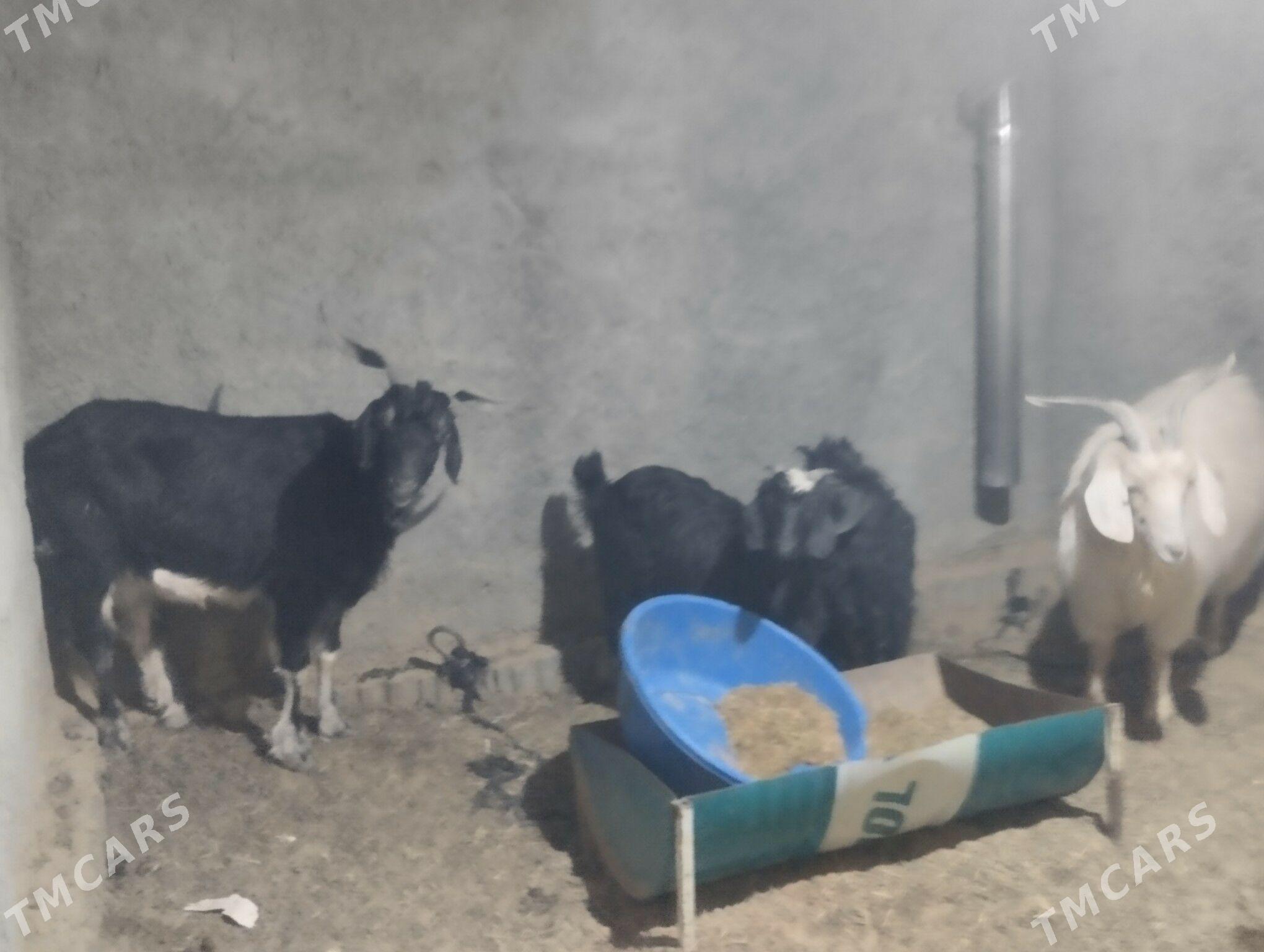 owlak - Büzmeýin - img 2