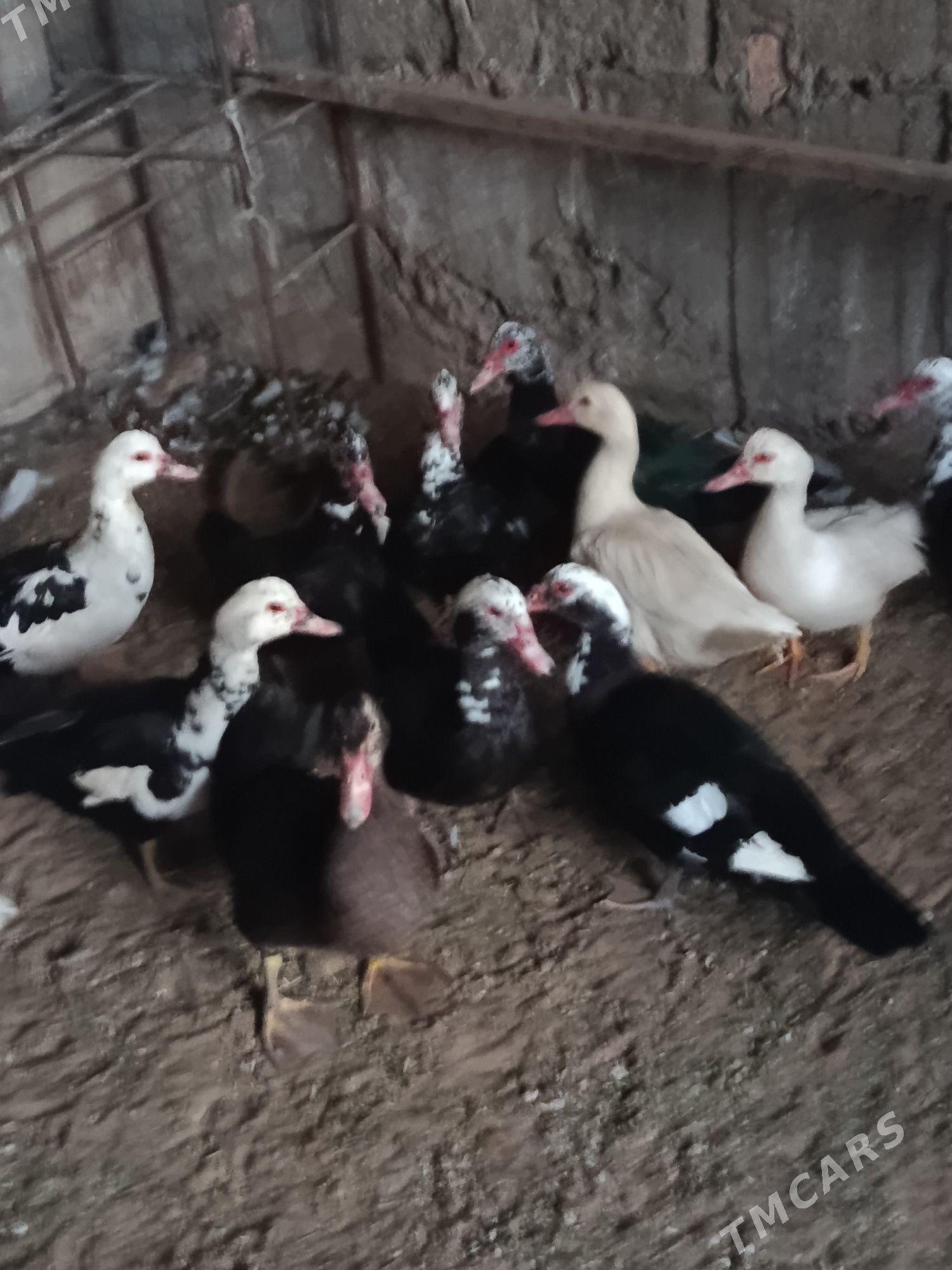 indautga - Tejen - img 4