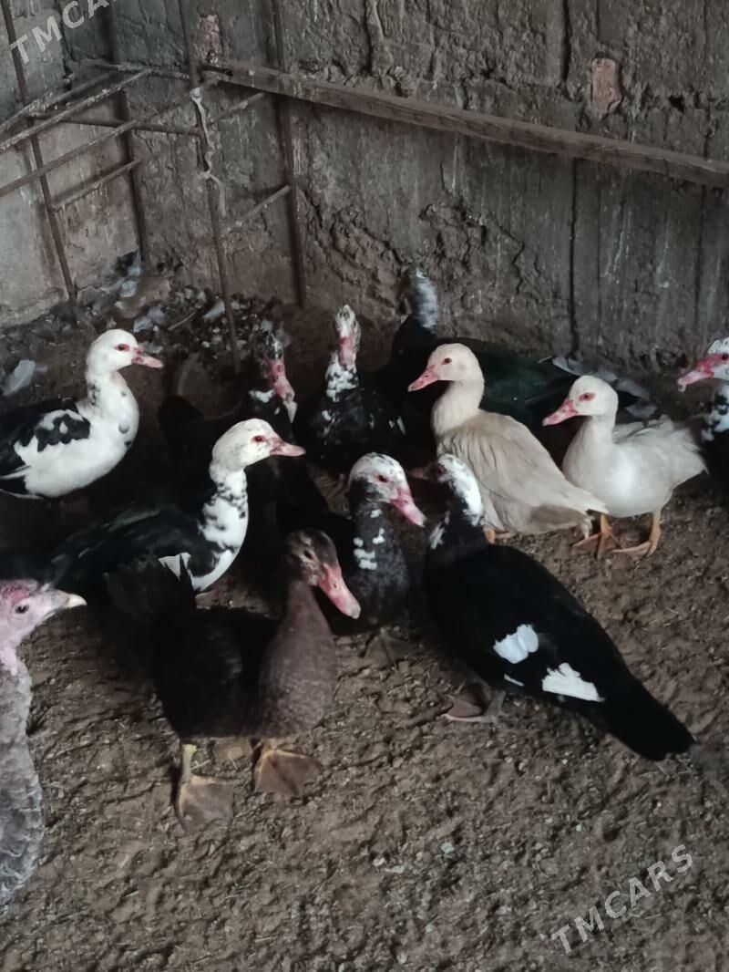 indautga - Tejen - img 2