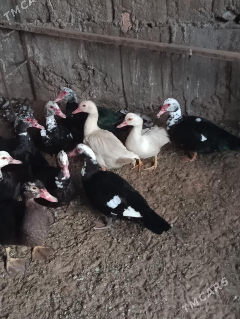 indautga - Tejen - img 3