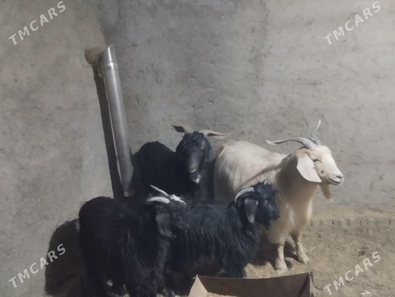 owlak - Büzmeýin - img 6