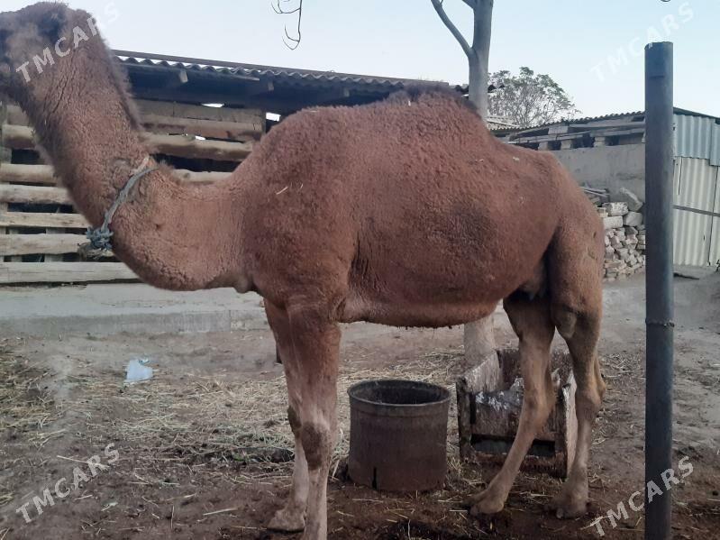 Torumly duye - Bäherden - img 4